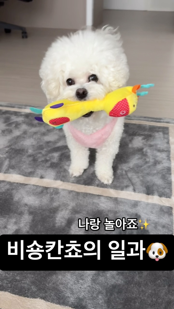 _#애착인형 #비숑칸쵸 
우리칸쵸 사랑해요❤️