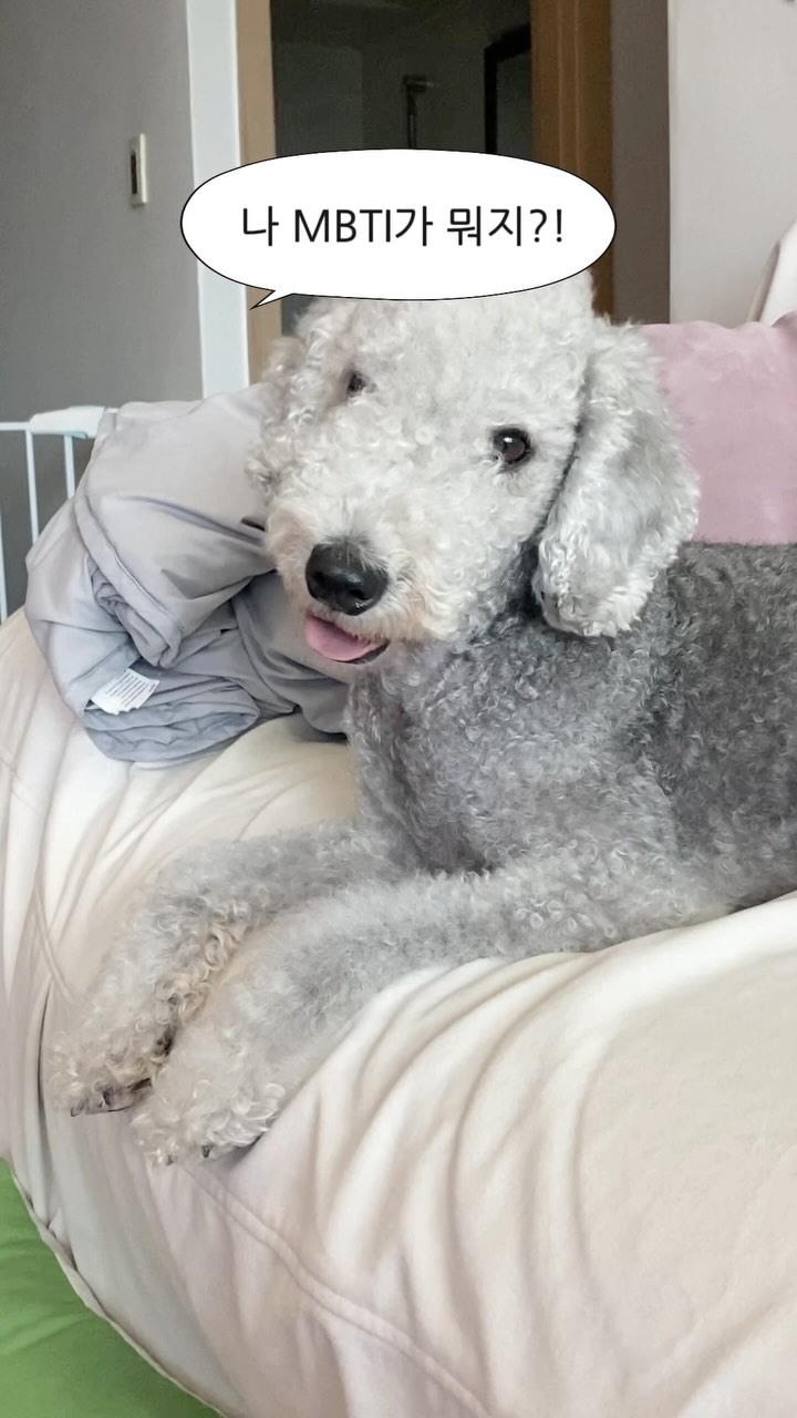 나 MBTI가 뭐지?!
반려견 성향 검사는 MBTI가 아니라 DBTI라구!
🐶DBTI(포동 반려견 성향분석)
Dog Behavior Type Indicator

25만 마리의 강아지 데이터를 분석해
개발된 반려견 성격유형검사 DBTI는
포동 앱에서 할수 있다는거🔥

나랑 가을여행 갈 고양이 있어?!
포동 멍래블에서 같이 놀러갈때 찾아볼까?!
마당대여부터 숙박, 올나잇까지
모두 다 가능하다개❤️

여행가기 전에 필요한 애견용품
좀 온라인 쇼핑 해야겠는데?!
잠깐! 강아지 산책만해도 애견용품을
받을 수 있는 반려견 앱이 있다고?!
대한민국 1등 60만 회원 반려견 커뮤니티
포동 ’산책‘ 서비스에서는 이게 가능하다개!
번거롭게 산책 앱을 따로 설치할 필요없이
포동 앱 하나면 산책기록이 가능하다구!

강아지와 산책하면서 실시간으로
소모 칼로리, 거리, 시간확인이 가능하고
산책 거리에 따른 뼈다귀 포인트 획득으로
뼈다귀몰에서 현금처럼 사용할 수 있어요!
간식, 방석, 카시트, 옷 등 없는게 없네
일어나 밍밍아 우리 산책하러가자!

반려견 양육에 필요한 반려견 필수앱
포동에서 DBTI로 성향 알아본 뒤
함께 산책하고 여행도 떠나자❤️

🐶반려견 양육에 필요한 반려견 필수 앱 ’포동‘
✔️반려견과 여행을 계획할 때 <포동 멍래블>
✔️매일매일 반려견 산책할 때 <산책 기록>
✔️양육 고민이 생겼을 때 <전문가 상담>
✔️반려견 성향을 알고 싶을 때 <DBTI>
✔️정보를 얻고 싶을 때 <커뮤니티>, <매거진> 등

본 영상(게시물은)은 엘지 유플러스 부스터스 활동으로 제작된 영상입니다

#포동 #포동앱 #podong #강아지성격테스트 #DBTI
#산책친구 #산책친구구함 #강아지파티룸 #포동멍래블 #멍래블 #반려견여행 #반려견당일치기여행 #반려견숙소 #강아지숙소 #반려견커뮤니티 #뼈다귀몰 #강아지 #반려견앱 #부스터스 #엘지유플러스 #유플러스 #LGUPLUS