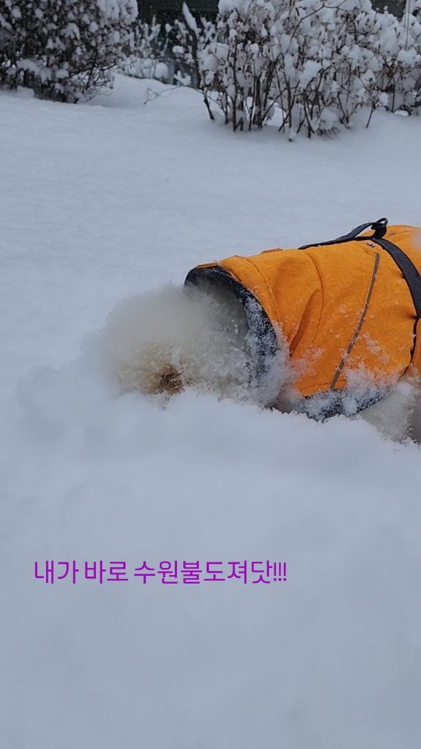 보듬이가 폭설에 대처하는 법
.
어젯밤 눈이 엄청 많이 왔어요
.
아빠랑 아침산책 나갔다가 많은 눈에 당황한 보듬씨
.
다리짧은 보듬씨가 많은 눈을 극복하는 방법 ㅋㅋㅋ
.
#무대뽀 보듬이는 거칠것이 읍따!!!
.
수원불도져라 불러주세요 오늘도 귀여운 뽀오듬
.
이모 삼촌 안전운전하세요😍
.
.
.
.
.
#귀여운강아지 #힐링견 #귀접힌포메