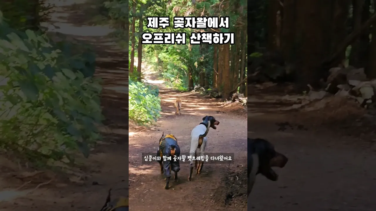 제주도 곶자왈 펫트레킹🌿 #도베르만 심쿵 #제주반려견동반 #제주여행