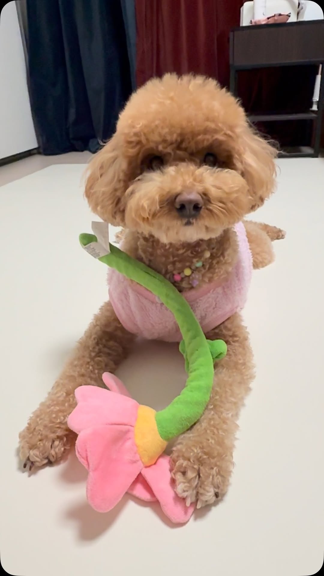 #협찬
🐶바르가 구루구루 슬림핏 펫매트를 체험해봤오🐶

얘들아 슬개골 건강을 위해서는 집에서도 펫매트는 필수인거 알지?
바르네집은 평소 거실에 펫매트가 깔려있는데  안방에서도 우다다를 많이해서 엄마가 걱정이 많았거든🥹
이번에 안방에 구루구루 슬림핏 펫매트를 깔아놓고 쓰고있는데 좋은점을 알려줄게

💛 바르는 135cm x 2m 크림색 매트를 쓰고있는데 안방 침대옆에 딱 맞는 크기야
크기는 가위, 칼만 있으면 쉽게 셀프시공이 가능해
💛 슬림한 4mm 초슬림 매트에 크림색의 심플한 디자인으로 집 어디든지 깔끔하게 어울려
💛 논슬립 처리된 뒷면으로 바닥에 착 붙어 쉽게 밀리지 않아
💛 강력한 논슬립으로 힘센 바르가 터그놀이와 공놀이를해도 미끄러지지 않는 매트야
💛 일반 시중매트의 3배이상 압축된 5배 고밀도 쿠션이 충격흡수, 층간 소음을 방지해줘
💛 내구성이 뛰어나고, 복원력이 좋은 고탄력 쿠션으로 발톱 스크래치에 강해
💛 방수기능으로 소변, 음식물, 음료를 흘려도 닦아주면 깨끗하게 관리할수 있지
💛 지구와 환경을 생각하는 자연유래 생분해 바이오 성분을 함유한 최초의 펫매트
💛 세균, 박테리아 걱정이 없이 99% 항균력을 가지고 있어
💛 유아용품 안전기준으로 엄격하게 만들어져서 안심하고  사용할수 있어
💛 소재부터 완제품까지 국내생산을 원칙으로 한대

바르는 공놀이도하고 터그놀이도 하면서 열심히 뛰어놀았는데 미끄러짐이 없어서 안전했고 힘센 바르 발톱에도 내구성이 좋아서 뜯어지거나하지 않더라구
깔끔한 크림색이라서 방이 더 환해진것 같아서 좋았고 청소하기도 편했어:)
내구성, 복원력 좋은 펫매트 찾고있는 친구들에게 추천할게💛

구루구루 펫매트 구매처는 여기얌👇🏻
https://brand.naver.com/guruguru/products/9600640576

#강아지매트 #고양이매트 #미끄럼방지매트 #슬개골보호 #슬개골탈구 #구루구루 #슬림핏펫매트 #구루구루롤매트 #셀프시공 #거실매트