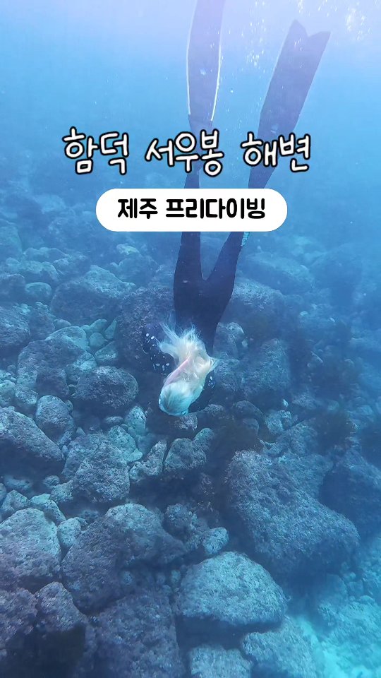 제주 🧜‍♀️ 프리다이빙 기록
@momo__ocean 작가님과 3-4 월
바다기록이 너무 많네요 ✌️

또 놀러가야겠어요! 
#스노클링 하기 좋은 여름🌈입니다.

🔸️ 제주프리다이빙모임<제프다>운영진

#제주여행 #제주프리다이빙 #제주도민 #제주살이
#제주스노쿨링  #제주스노클링 #스노클링 #스노쿨링