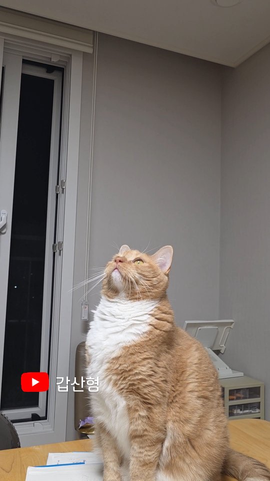 #광고 고양이 키우며 무서운 순간 #seniordunce #고양이 #cat