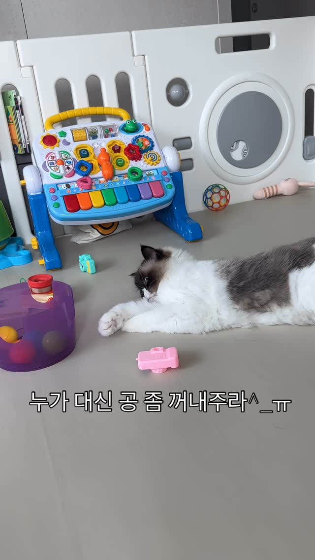#광고 #seniordunce

공이랑 노는거니 공이 널 놀아주는거니🤣🤣🤣🤣

#30분째공놀이중 #렉돌 #반려묘 #애묘육아