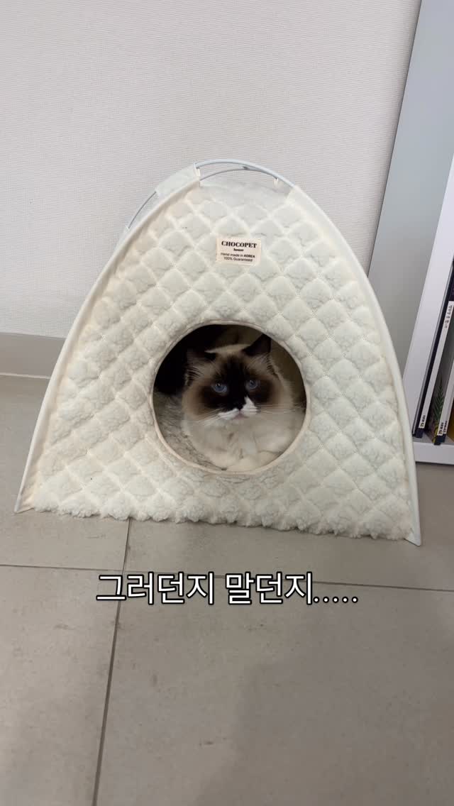 #광고 #seniordunce

한껏 예쁨받는 첫째와 시큰둥한 둘째
이러나 저러나 너흰 둘 다 귀여워🥰

#렉돌 #러블 #러시안블루 #ragdoll #russianblue #고양이합사