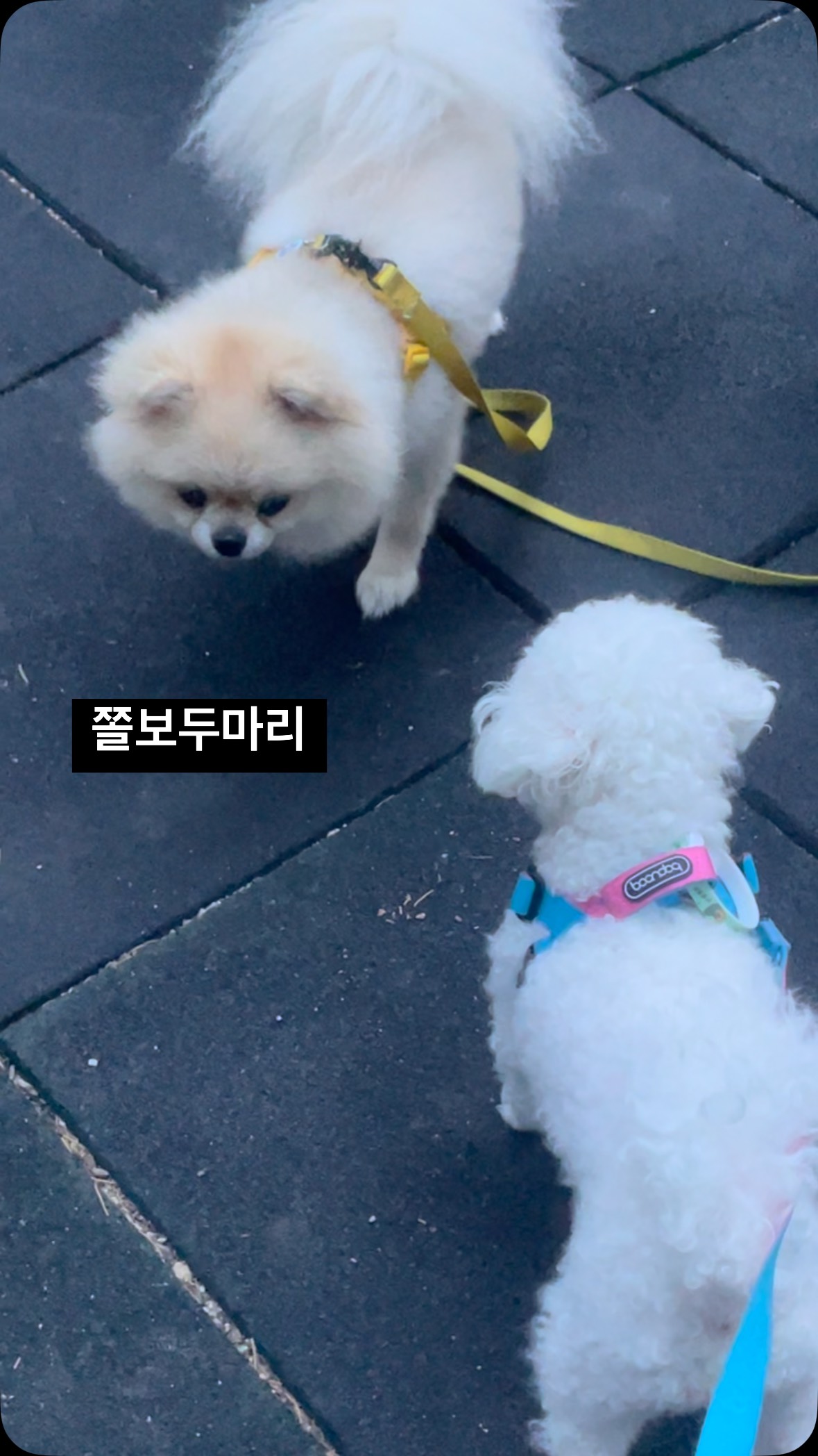 쫄보두마리👀

#광고#seniordunce #댕댕이 #댕댕이그램 #강아지 #강아지그램 #멍팔