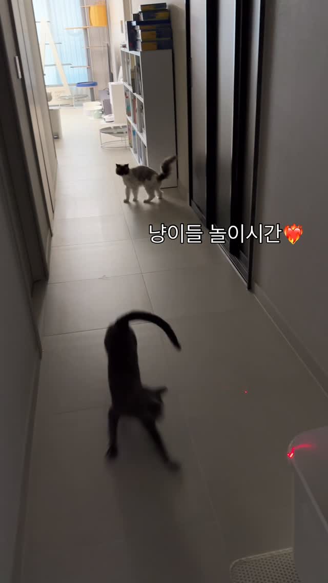 #광고 #seniordunce

레이저포인트로 신나게 놀고 간식보상 해주면 극락❤️‍🔥
하지만 얼마전에 레이저포인트를 잃어버렸다...
집 어딘가에 있을텐데 어디간고야ㅠ3ㅠ😭

#러시안블루 #렉돌 #russianblue #ragdoll #고양이합사