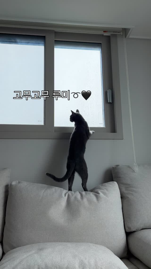 #광고 #seniordunce

창문에 올라가고 싶은데 도움닫기 할 소파쿠션은 점점 꺼지고...
결국 못 올라가서 눈치눈치➰😗

#러시안블루 #russianblue #러블 #반려묘 #애묘육아