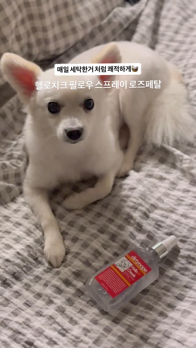🌿집에서 만끽하는 향긋한 나만의 포레스트
#헬로치크 #필로우스프레이 @dirtynope 

향기 종류🪽
-티트리
-로즈페탈
-패츌리우드
-머스크피오니
〰️〰️〰️〰️〰️〰️

천연항균탈취 스프레이 헬로치크로 걱정 없이☺️

피부에 닿는 섬유 제품의 청결 관리가 가능하구 항균,항곰팡이,탈취 기능 강화 되어 있어 필수로 사용하고 있어요🩷

또 인공향료 무첨가/가습기살균제 무첨가라 안심하고 쓸 수 있답니다!

📍헬로치크 검색해보세요!
-
-
-
#협찬 #더티노프 #더티노프헬로치크 #탈취제 #섬유탈취제 #룸스프레이 #섬유향수 #섬유탈취제추천 #필로우미스트 #필로우스프레이 #해외여행준비물 #해외여행필수품 #향균탈취제 #일상위생템