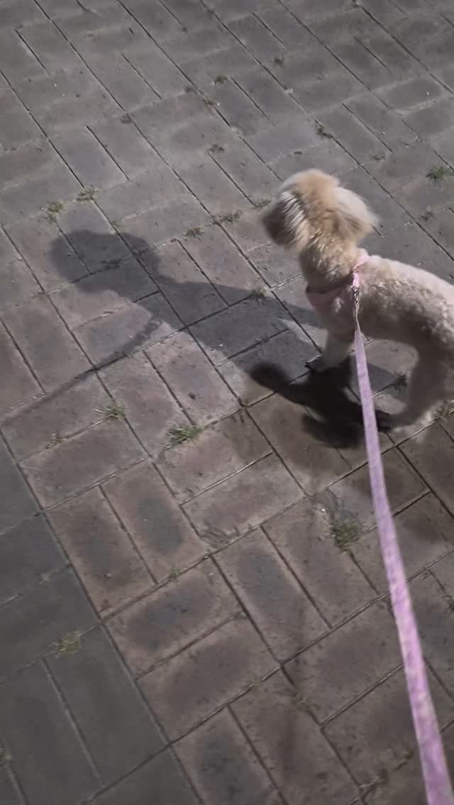 루루랑 밤산책💛
