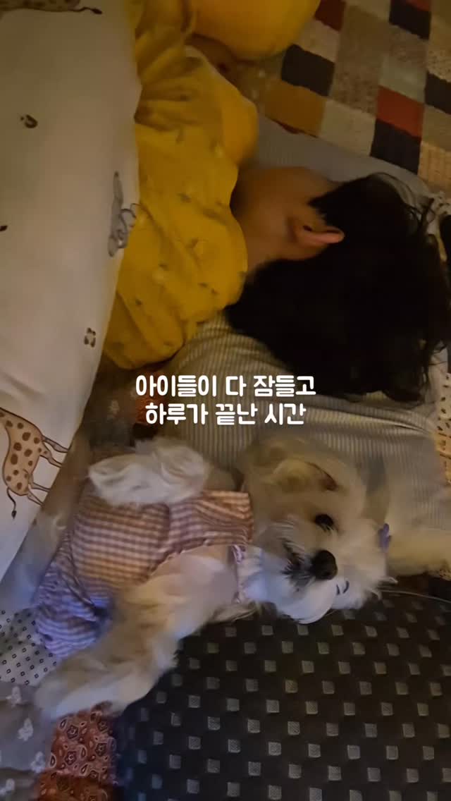 #협찬
🤍체험·협찬 후기
“리온 멜라시오 2X, 5X 
1+1 패키지 수면 영양제”
협찬으로 받아본
리온 멜라시오 수면 영양제🤗
잠드는 데 시간이 오래 걸리고
자면서도 계속 깨다보니
자도 잔 것 같지 않고
일어나서 몸도 쑤시는 날이 많아서
먹어보게 되었는데
자기 전에 한 번만 챙기면 되니까 편하고
2X랑 5X 구성이라
컨디션이나 상황에 맞게 선택해서 
먹을 수 있어서 좋고
잠들기 전 먹고 자면
몸도 마음이 더 편안해지는 느낌이라
요즘은 자기 전에 꼭 챙겨 먹고 있는☺️

(폰카메라로 찍은 실제와 비슷한 사진입니다)
#광고#수면영양제#멜라시오#불면증