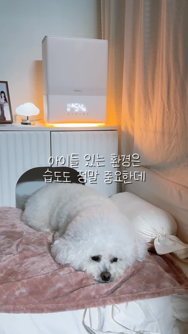 #광고 

➰ 에어베리 웜히팅 가습기 

호기심 많은 만두는 가습기 옆에도 잘 가고 
미스트도 괜히 한번 맞아보는 타입인데요😅

그래서 뜨거운 김 나오는 가습기는 늘 조심스러웠는데 

에어베리는 45도 웜미스트라 끓지 않아서 가까이 있어도 안심되고 
겨울철 실내온도는 떨어지지 않고, 공기는 촉촉하게 채워줘요!

쿨미스트 모드도 있어서 여름에도 더워질 걱정 없어요✨

UV-C 살균으로 세균 걱정 덜고 6L 대용량이라 하루 종일 틀어둬도 여유 있고 
통째로 분리돼서 세척까지 편한 게 은근 큰 장점 👍🏻

습도는 오토모드로 알아서 딱 맞게 조절되고
소음도 거의 없어서 밤에도 조용하게 함께 쉬는 중 🤍 

만두도, 나도 편안해진 요즘의 작은 변화🫶🏻

🏷️ @airberry_official 

#에어베리 #에어베리웜히팅가습기 #에어베리가습기 #복합식가습기추천