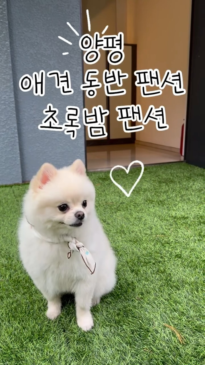#광고 
서울에서 멀지 않은 양평에 위치한 #초록밤펜션 ,
진짜 자연 속 힐링 그 자체였어요 🌳

양평애견동반펜션 찾고 있다면 여기 추천하고 싶어요 🤍

침대방, 넓은 거실, 깔끔한 부엌, 화장실까지 구조가 너무 편했고 강아지 침대 계단,장난감 등등
다 구비해 주시더라구요 
개인 프라이빗 수영장도 있어요 
다음에 여름에는 수영장까지 이용해보려고 합니다

저녁엔 외부 테라스에서 바베큐 🍖
공기 좋고 조용해서 가족이랑 이야기 나누기 너무 좋았고,
근처 계곡 물소리 들으면서 산책까지 완벽했어요 🌊

TV, 에어컨, 취사도구, 세면도구, 드라이기, 냉장고, 밥솥, 전자레인지까지
필요한 건 거의 다 있어서 몸만 와도 되는 곳 👍

자연 속에서 하루 제대로 쉬고 싶다면
양평풀빌라펜션 초록밤펜션 추천해요 🌿

📍 위치 : 경기도 양평군 서종면 문호리 6-19
🔗 홈페이지 : http://chorokpension.co.kr/?utm_source=naver&utm_medium=naverplace&utm_campaign=naverplace

#양평팬션 #양평애견동반팬션 #양평풀빌라
