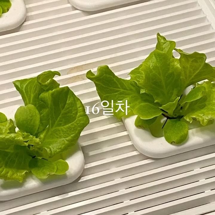 #협찬 집에서 상추 수경재배기 🥬 초보식집사로 식물에 물주는 일이 제일 어려운데 시티팜은 앱과 기기로 물보충 알림이 떠서 그때만 보충해주면 끝 👏🏻 키우기 너무 쉬워서 알아서 무럭무럭 자란 롤로바티머, 덕분에 상추는 무한리필 중 🤭
수확 후 활용한 요리는 다음 피드에>>
📍 @cityfarm.garden