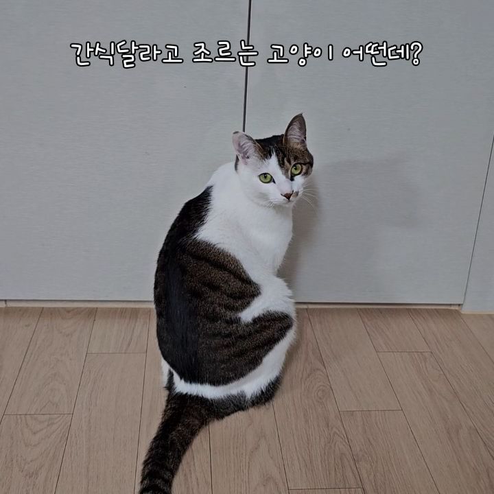 오늘..
새로운간식들이 택배와서..
간식창고에 넣어두었더니..
그걸 보고 또 내내 저 앞에 앉아..
망부석처럼.....ㅡㅡ
#모르는데로옮겨야겠네
#비밀로해야겠어 #생각보다똑똑한다미
#간식주세요🐱 #이뻐서주고싶어
#나는있어고양이🐈 #우리집고양이