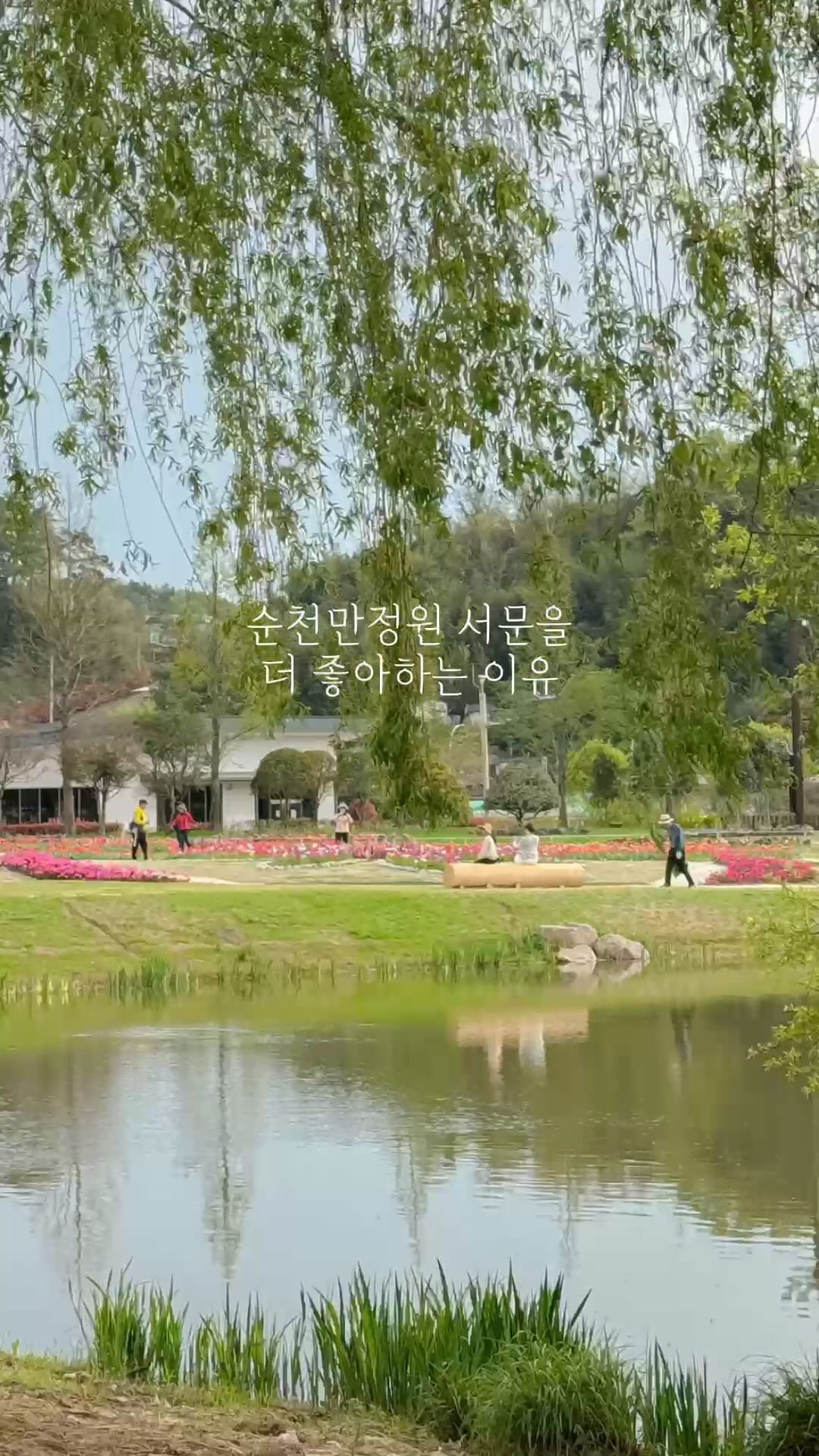 ✨ 내가 좋아하는 연두색의 계절 🌿
주말에 비오면 연두색보다 초록색이 더 많아질 것 같아 아쉬운 마음.
짧아서 더 소중한 계절이에요.
⠀⠀⠀⠀⠀⠀⠀⠀⠀⠀⠀⠀⠀⠀⠀⠀
🌱 순천만정원 서문을 더 좋아하는 이유
플라밍고, 물범, 원숭이 등 작지만 아기자기한 동물원도 있고,
아이들이 좋아하는 물놀이터도 있어요.
동문이 잘 꾸며진 조경이라면, 서문은 여유로운 자연그대로의 느낌.
버드나무 휘날리는데 작은 호수에 백조가 지나가면 얼마나 예쁜지,
마음도 몸도 느긋하고 여유로워지는 느낌이에요.❣️
⠀⠀⠀⠀⠀⠀⠀⠀⠀⠀⠀⠀⠀⠀⠀⠀
서문 먼저 구경하고, 동문으로 넘어가는 다리도 좋으니 꼭 구경해보세요.
근처 오천광장도 잔디가 넓어서 아이들 뛰어 놀기 너무 좋아요!
돗자리 펴고 시켜 먹기 너무 좋은 곳! (오천광장은 무료)
⠀⠀⠀⠀⠀⠀⠀⠀⠀⠀⠀⠀⠀⠀⠀⠀
⠀⠀⠀⠀⠀⠀⠀⠀⠀⠀⠀⠀⠀⠀⠀⠀
⠀⠀⠀⠀⠀⠀⠀⠀⠀⠀⠀⠀⠀⠀⠀⠀
⠀⠀⠀⠀⠀⠀⠀⠀⠀⠀⠀⠀⠀⠀⠀⠀
⠀⠀⠀⠀⠀⠀⠀⠀⠀⠀⠀⠀⠀⠀⠀⠀
/
#순천만정원 #순천만국가정원 #순천만정원서문 #아이랑가볼만한곳
#아이랑여행 #아이랑가볼만한곳추천 #순천아이랑 #16개월아기 #초3아들