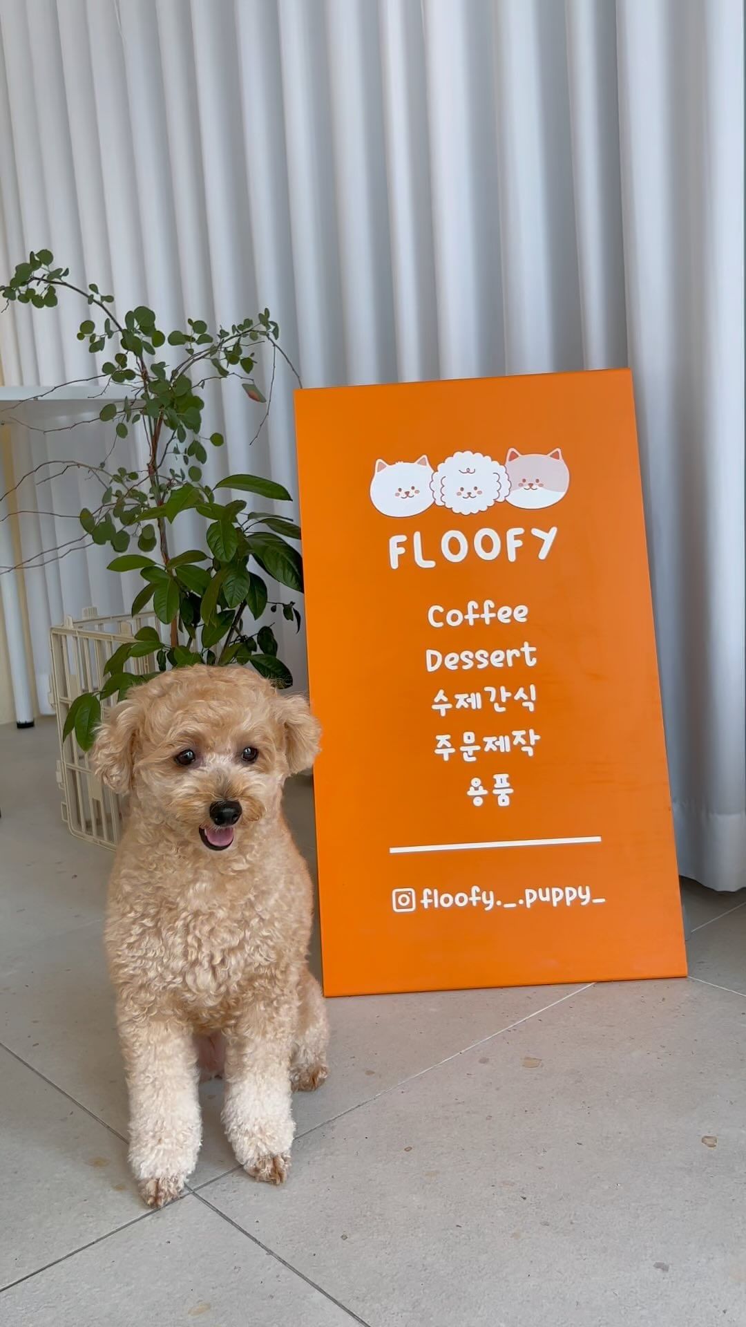 댕댕친구들아.. 너네 ‘소’고기 파테 맛 좀 볼테야?🐶😎

#강아지동반카페 #애견동반카페 #소고기파테 #강아지간식추천 #강아지화식추천