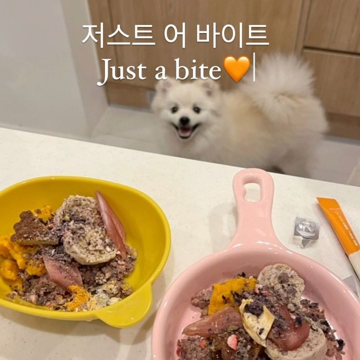 댕댕이 #오마카세 with 저스트 어 바이트🧡 @just_a.bite_ 
금수저 다이아수저 안부러운 간식수저🥄 밤톨이 일일체험 하구 왔다!
망고랑 또치 맘마 준다구 집에서부터 바리바리 짐 싸서 온 언니ㅠㅠ 너무 고마운거 알져🥺
덕분에 망고누나는 두 손 가볍게 밥그릇만 들고 가서 얻어 먹었답니다🩷

[저어바 오마카세🍽️]
1. 옐로우 퓨레 두 스푼🎃
2. 로프 비프 반 토막🍖
3. 미트파이 비프 두 조각🥩
4. 치킨 져키 두 조각🍗
5. 그래놀라 솔솔🍓🫐🥜
6. 영양제는 셀프💊