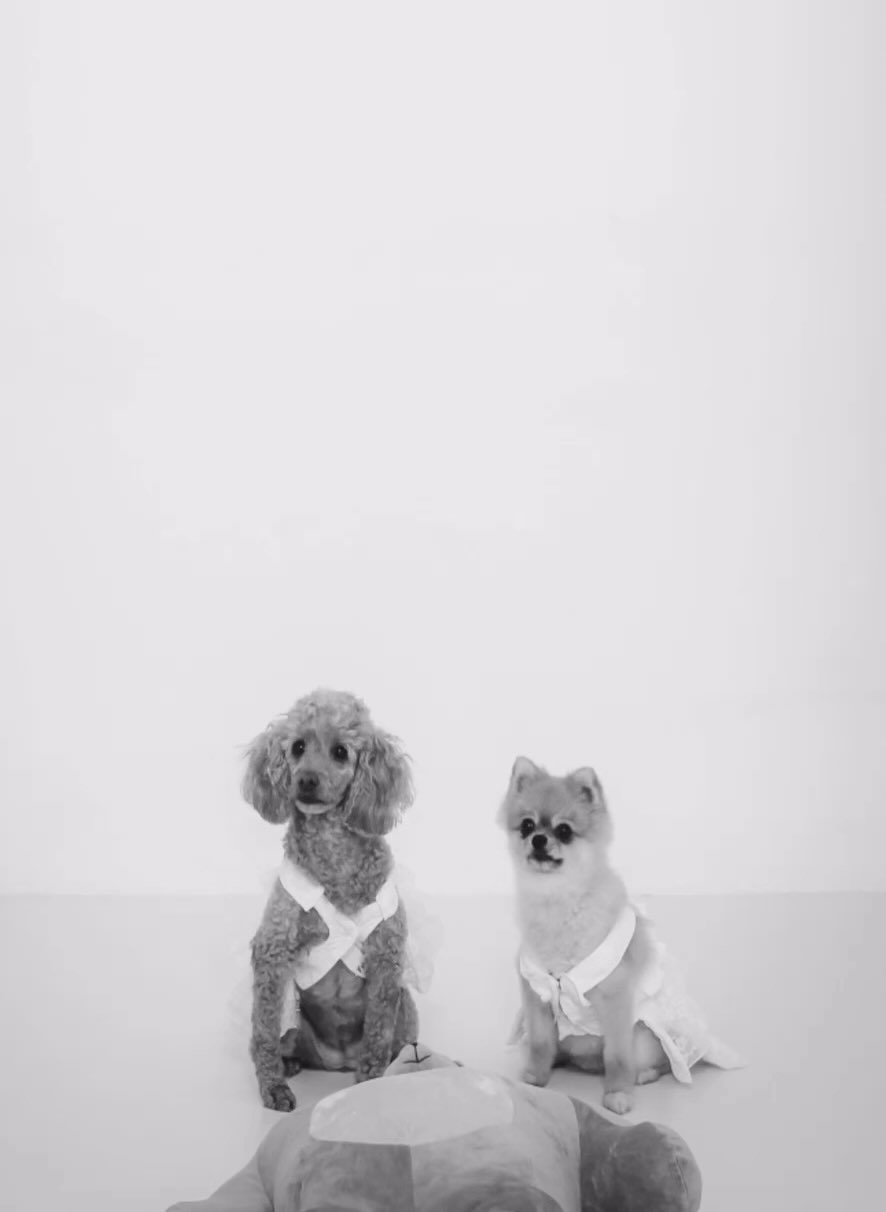 🤍작년에도 예뻤던 우리 별이 해피🤍