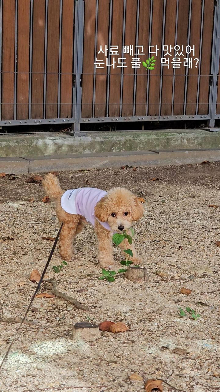 우리집 막둥이♡