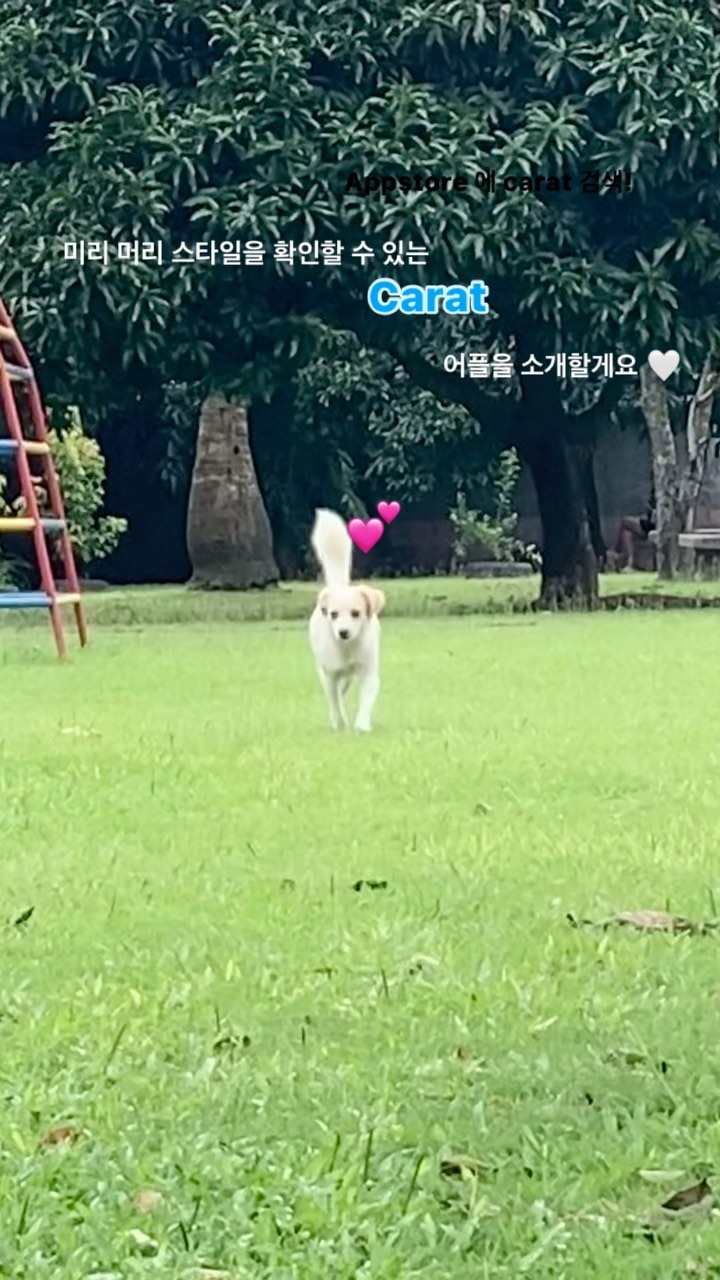 # 광고 AI로 미리 내 머리 체험해보는 어플 carat을 소개합니다 🥕💕
🔗 캐럿 앱 사용해보기 : https://caratapp.page.link/jbZm
#캐럿 #Carat #캐럿AI #AI헤어 #해어스타일 #여자헤어 #여자헤어스타일 #여자헤어스타일추천