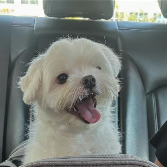 이요미 on Instagram: "광고 명절 잘보내고 계신가요 명절에 가족들 만나러도 가야하고 같이 놀러도 가야하는데 막둥이 호빵이 대리고 다니려면 꼭 필요한게 강아지 캐리어 아니겠어요 카시트