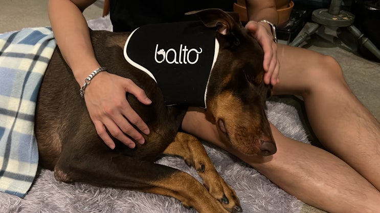 강아지 경추보호대 디스크 목깁스 발토(Balto) 보조기 내돈내산 사용후기