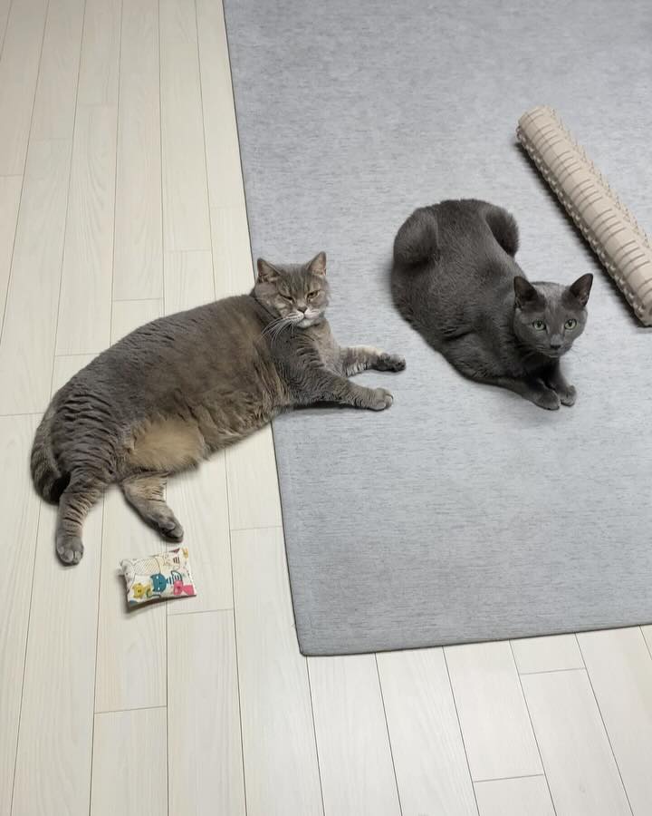 🐈‍⬛🐈‍⬛
웃긴게 엄마는 병원에서 의사, 간호사, 간호조무사 있으니 안심인데 동생 고양이들이 걱정인 사람. 고도리 11살 노묘인데🥲 더이상 외박하면 내 고양이가 때릴거 같고. 토요일에 가는면 동생 고양이들이 너무 오래 기다릴듯. 이틀 혼자 잤다고 하루 종일 내 고양이가 날 감시함 🤣