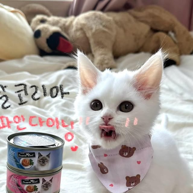 ⋆。˚ ♡ ₊˚ ෆ 베니 • 베이 ෆ ₊˚ ♡ ˚ 。 on Instagram: "#카디날코리아 #제품제공 
이번에 베니와 베이가 좋은 기회로 
카디날코리아의 ✨퍼시캣 파인다이닝 주식 캔✨을 
체험할 수 있게 되었어요!

퍼시캣 파인다이닝 주식 캔은 네가지 맛으로, 
냥이들이 좋아하는 주식으로 만들어졌다고 해요!
♡ 참치와 새우
♡ 치킨
♡ 정어리
♡ 고등어

퍼시캣 파인다이닝 주식 캔은 이러한 장점이 있어요!
✔GUM 무첨가!
✔높은 수분 함량!
✔높은 기호성!

베니와 베이의 평가!
이제 5개월이 된 베니와 3개월이 된 베이는 아직 어리기 때문에
소화기관이 잘 형성이 되어있지 않아, 습식 캔이나 파우치, 간식 등을 맘대로 먹지 못 하는데요! 카디날 코리아의 퍼시캣 파인다이닝 주식 캔은 급여 시 설사와 구토 증상도 전혀 없어 안전하게 급여할 수 있었어요! 

무엇이든 잘 먹는 베이와는 다르게 간식도 가려가며 먹는 까탈스러운 베니가 과연 잘 먹을까 걱정도 하였지만, 캔을 까고 영상을 찍는 도중에도 냄새 맡고 달려와서 제 옆에서 기다리고 있었답니다!

편식을 하는 냥이, 음수량이 부족한 냥이, 아직 어린 냥이에게 베니와 베이가 적극 추천합니다♥️

좋은 제품 체험해 볼 수 있도록 해주신 
@cardinalkorea 감사합니다♥️

본 게시물은 업체로부터 제품을 제공받아 작성되었습니다.

#퍼시캣 #퍼시캣체험단 #퍼시캣파인다이닝 #퍼시캣주식캔 #카디날체험단"