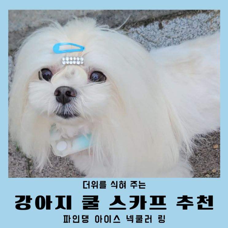 강아지 쿨스카프 아이스 넥쿨러 파인댕 리뷰