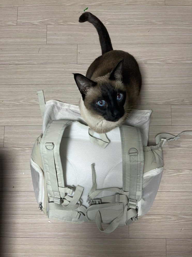 고양이 캐리어 꽁냥꽁냥제이 넘나 맘에 들어용