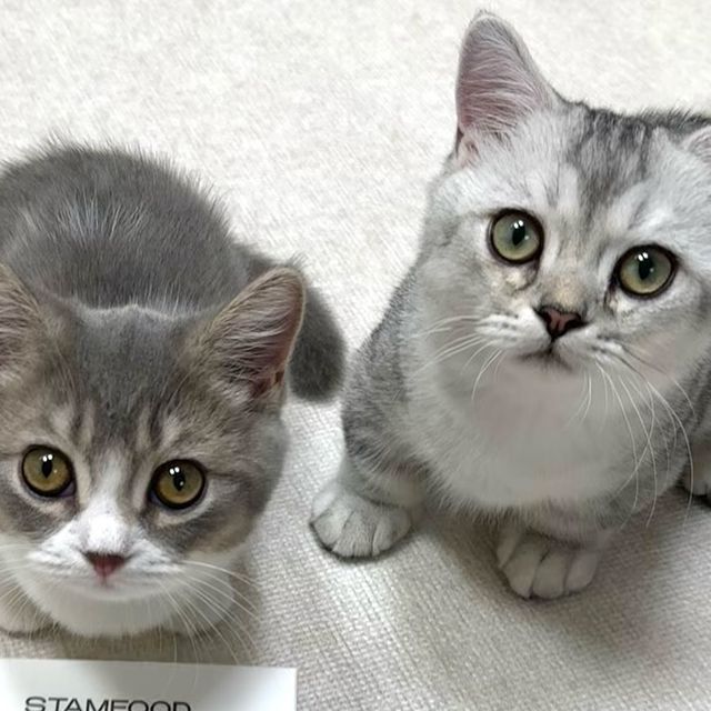 쪼말랭이네 ʕ¨̮ʔ♥ | 먼치킨남매 on Instagram: "#협찬 @stamfood_official 

쪼말랭이네가 첫 협찬을 받게 됐어요 💖
첫 협찬 제품은 바로 바로 #스탬푸드 “스킨파우더” 입니당 💊

첫 협찬 제품으로 스킨파우더를 받게 된 이유는!!

📌 서울대 부설 연구소 (주)쿼럼바이오에서 개발한 특허성분 ‘갈락토스’를 비롯하여 피부, 모질 개선에 도움을 주는 성분들 다량 함유되어 있어요!
📌 지방이 적은 무수결정포도당과 항산화 물질이 풍부한 식물성 오메가3 함유로 면역력 강화, 알레르기로 인한 피부염 증상 개선에 도움을 준데요!
📌 장내 면역 세포 강화하여 면역력 문제로 비롯되는 다양한 피부 질환의 본질적인 개선이 가능하게 해준데요!

천연 북어 분말이 함유되어 있어 쪼랭이도 말랭이도 너무 잘먹었고
심지어 말랭이는 자기꺼 다먹고 오빠거 뺏어먹었답니다 🤣 (영상 있어요!)
한 봉 깨끗하게 비우고 또 달라고 우는 도야지...🐽

협찬 받기 전에 우리 애기들이 먹는거라, 검색도 해보고 
다양한 후기도 찾아봤는데 칭찬이 자자한 제품이 더라구요 👏🏻

다들 애기들 털이나 모질, 피부 고민이 있으시다면 추천! 드려요 🥰

#스탬푸드 #stamfood #스킨파우더 #반려동물피부영양제 #반려동물피모영양제 #강아지피부건강 #강아지피부 #강아지피부병예방 #강아지피부병 #강아지탈모 #알로페시아 #곰팡이균 #발사탕 #농피증"
