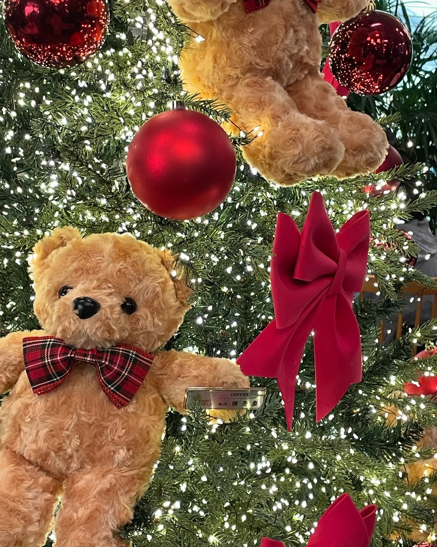 벌써 크리스마스 분위기 라니🎄
곧 2025 🫢