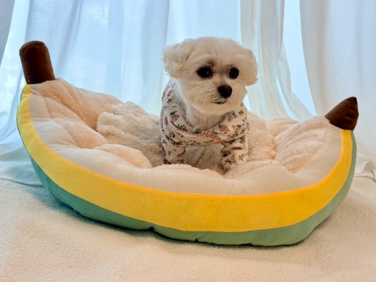 강아지 고양이 애착방석 추천! 아티잔리 극세사 애견 쿠션 써보니 반응 대박💛