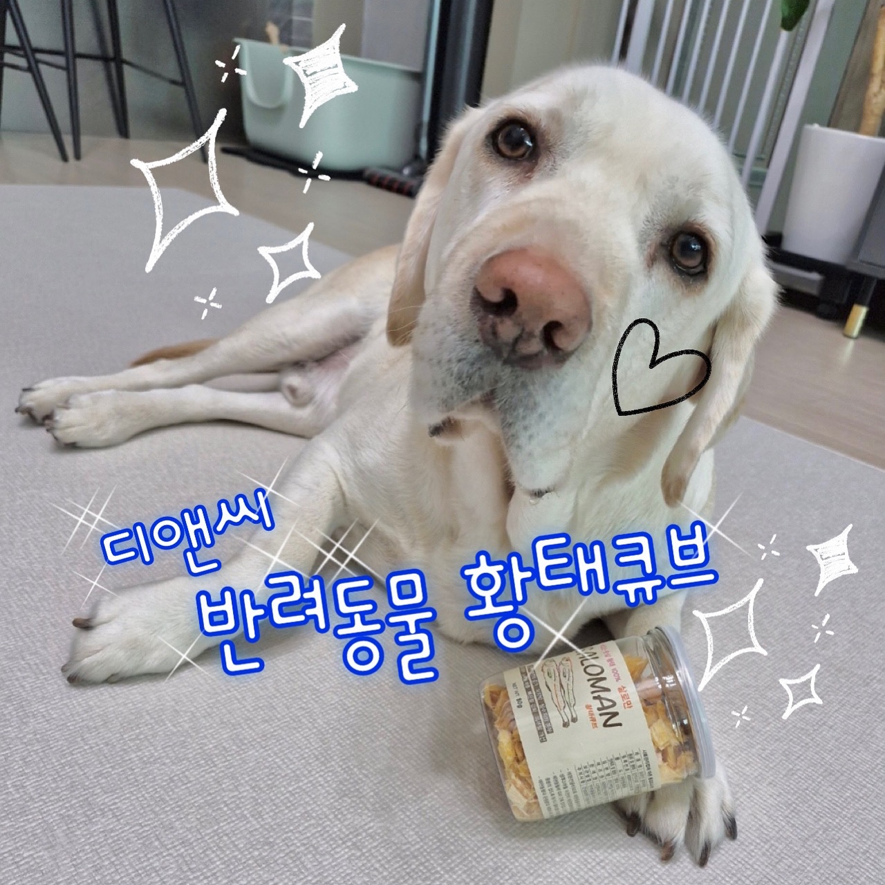 #협찬 크림이추천 황태간식🎀
친구들 안뇽! 크림이가 짱 마싯고 건강한 간식을 들고와쪄🧸

바로 100% 황태순살로 만든 디앤씨 반려동물 황태큐브!🐟❤️
노 방부제&노 표백제&노 합성색소 제품이라 믿고 먹을 수 있고👍
원물 형태 그대로 느낄 수 있는 영양간식이야~🩷

황태는 고단백/저지방 간식으로 무려 닭가슴살의 4배라는거 알아?🤭
면역력증가&노폐물배출&뼈관절강화&치석제거는 물론이고✨
피부털개선에도 좋고 필수지방도 풍부한 영양간식이라구⭐️😊

게다가 디앤씨 황태큐브는 강원도 평창에 해발700m 대관령 덕장에서 자연건조시켜 만들었다는 사실💛

몇개월동안 찬바람에 얼었다 녹았다를 반복하며 서서히 말렸기때문에 살이 노랗고 살이 오동통하게 부풀고 살이 연해져 고소하고 맛있옹🧡

참고로 원물 그대로의 황태간식이라 강아지뿐만 아니라 고양이들도 마싯게 먹을 수 있다구😌🫶

크림이가 소개한건 큐브형태의 간식이지만 황태채/황태가루 형태의 간식도 있으니 취향껏&용도껏 이용해보면 조아😍

맛있고 건강에 좋은 영양간식을 찾는다면 크림이랑 같이 디앤씨 반려동물 황태큐브 먹자🐶💕

———————————————
dnc.food22 

#펫푸드 #반려견간식 #강아지간식 #애견간식 #고양이간식 #고양이간식추천 #강아지간식추천 #반려동물간식 #고양이황태 #강아지황태 #강아지황태간식 #디앤씨 #멍팔 #멍팔맞팔 #맞팔 #좋아요