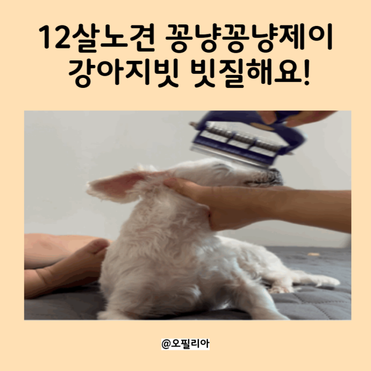 꽁냥꽁냥제이 스트레스없이 강아지빗 빗질해요!