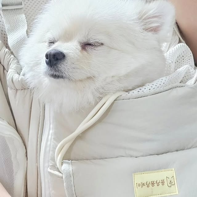 김은희 on Instagram: "#광고

구름이 가방생겨버렷🤭
이제 어디든 편하게 갈수있어서 좋더라구요.
버클도 튼튼하고 바닥도 튼튼그잡채
7cm 와이드스트랩이여서  어깨도 안아프고 편해요. 무엇보다 수납 할수있는공간이 넉넉해서 핸드폰 ,지갑,배변봉투,간식등등 편하게 넣어서 다닐수있어요🐶양손이 자유로워서 핸드폰하기에도 편하답니다

#꽁냥꽁냥제이 #강아지앞가방 #강아지산책가방 #강아지이동가방 #강아지백팩 #고양이이동장 #고양이캐리어 #강아지 #강아지가방
#산책가방 #가방 #구름이 #포메라니안 #포메 #포메그램 #1살포메 #강아지그램 #강아스타그램 #댕댕이소통 #강아지소통 #멍팔 #댕팔맞팔 #댕팔"