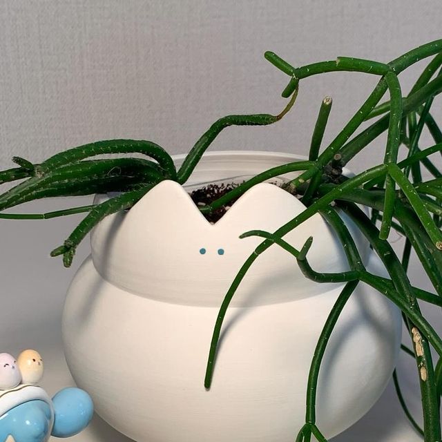 태비 on Instagram: "🌿🐈‍⬛🤍"