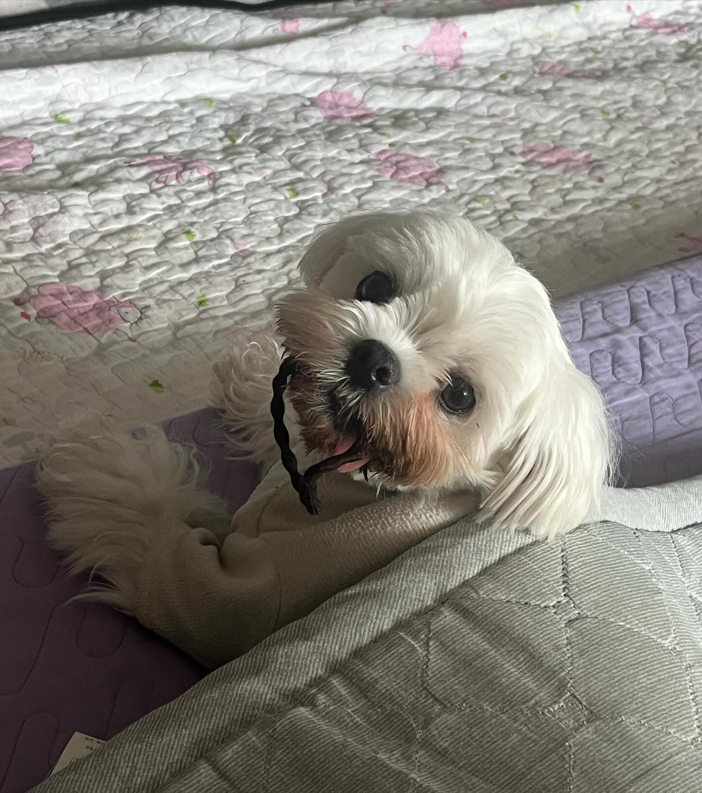 나랑 전기장판안에서 고무줄 가지고 놀랭⁉️🐶