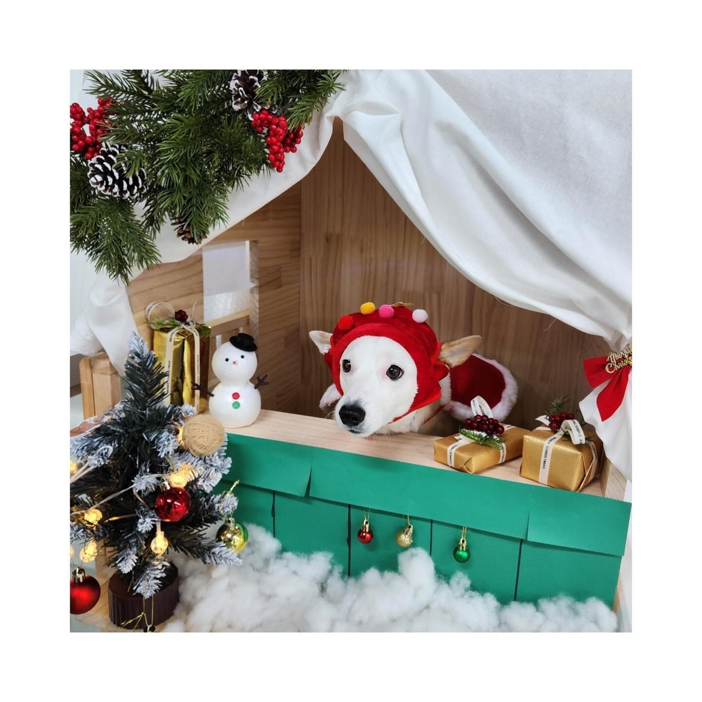 :)
__
[ 🎄 Merry Christmas 🎄 ]

임모들 ~~ 메리 클쮸마쑤 에요오 🎅🏻✨❤