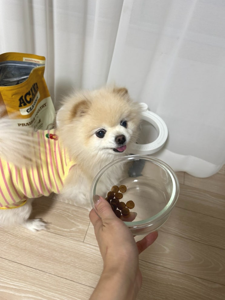기호성 좋은 강아지 저단백사료 아카나