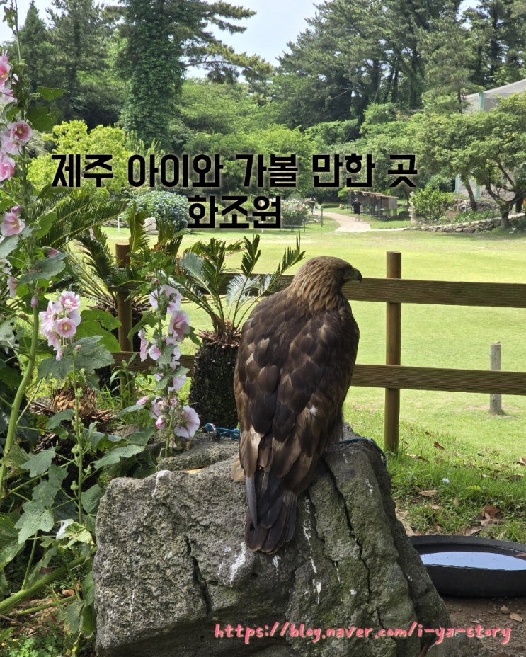 제주 아이와 가볼 만한 곳 제주동물원 애월 여행 코스 화조원