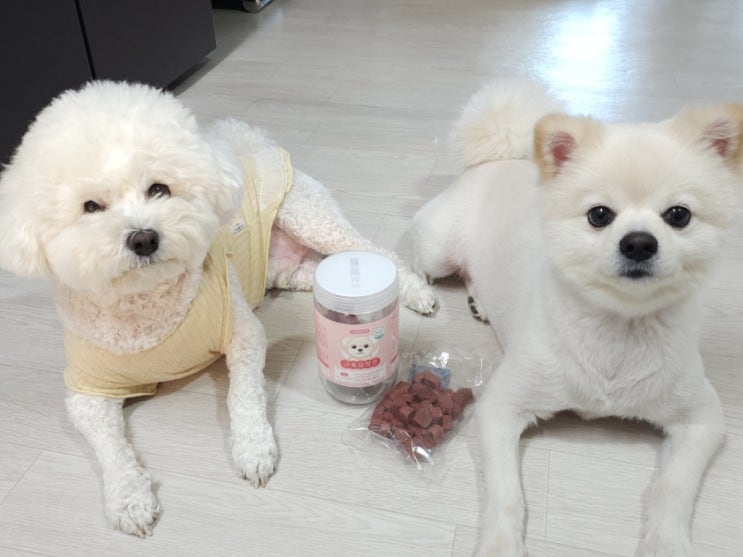 노즈워크부터 칭찬간식, 훈련간식까지, 후회없개 강아지 져키간식 근육요정견