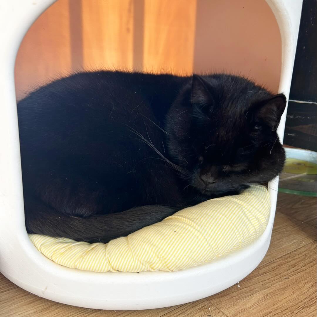 🐈‍⬛🐈‍⬛🐈‍⬛
초코 사진 보내달라니
왜 극세사 검은색 쿠션 사진 보내?
저게 설마 초코일리 없어 
아직도 초코가 피카스툴숨숨집 잘 쓰는군

종일 김희망한테 감시당하고
이틀 안준 추르, 템테이션, 북어트릿
연체료까지 더해서 종일 간식 징수당함

얘네 서로 안닮았지만 다 가족임 ㅋㅋ

#고양이 #명절 #고양이가족사진