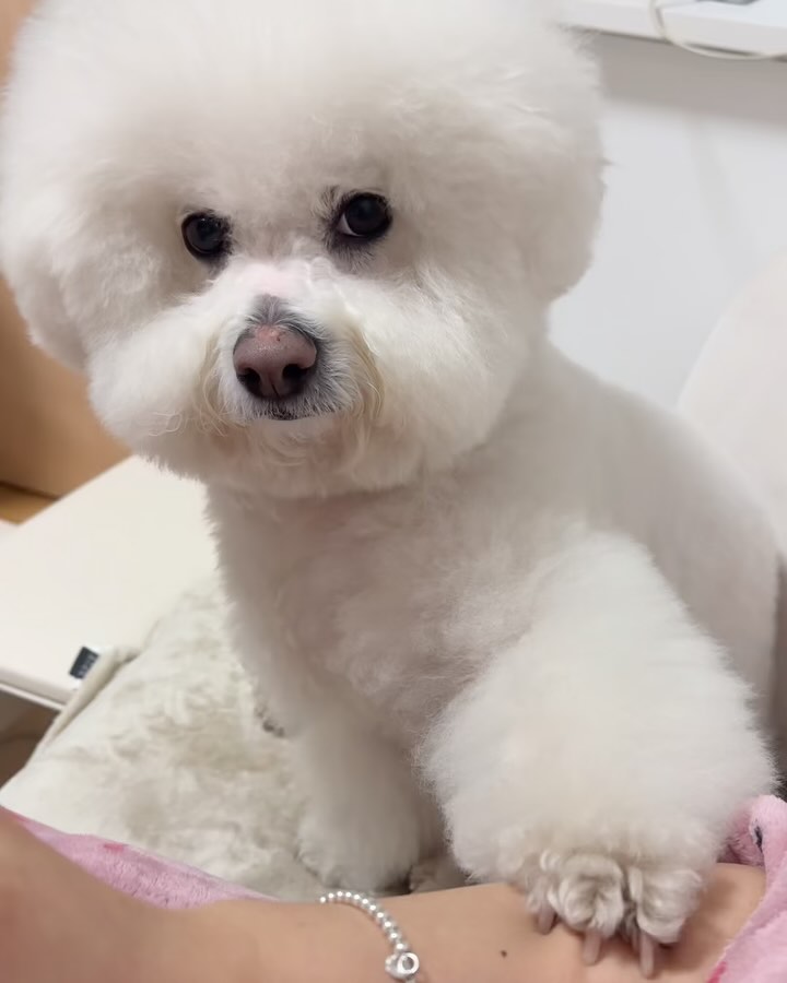 -
거참 야박하게 시리
혼자 먹지말고 함께 노나드십시다?!!!🙄
.
.
#푸푸일상