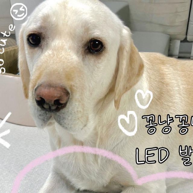 크림과코코🩷 on Instagram: "#광고 꽁냥꽁냥제이 LED 반려동물 발톱깎기🩷 크림이가 칭구들한테 대박 편한 고양이&강아지 발톱깎기를 소개해주려고 헐레벌떡 찾아와써💛 바로 꽁냥꽁냥제이