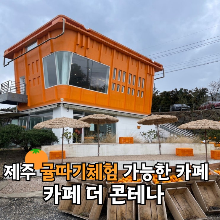 감귤체험 가능한 제주 카페 더카페콘테나 제주 디저트 맛집