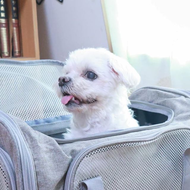 민사임당 / 육아 일상 뷰티 인테리어 건강 on Instagram: "#광고 #꽁냥꽁냥제이 에서 이동장 캐리어 켄넬 가져왔어요 조만간 시골에서 복떵이도 데리고 와야하고 또 친정에서 나이든 우리 둥이