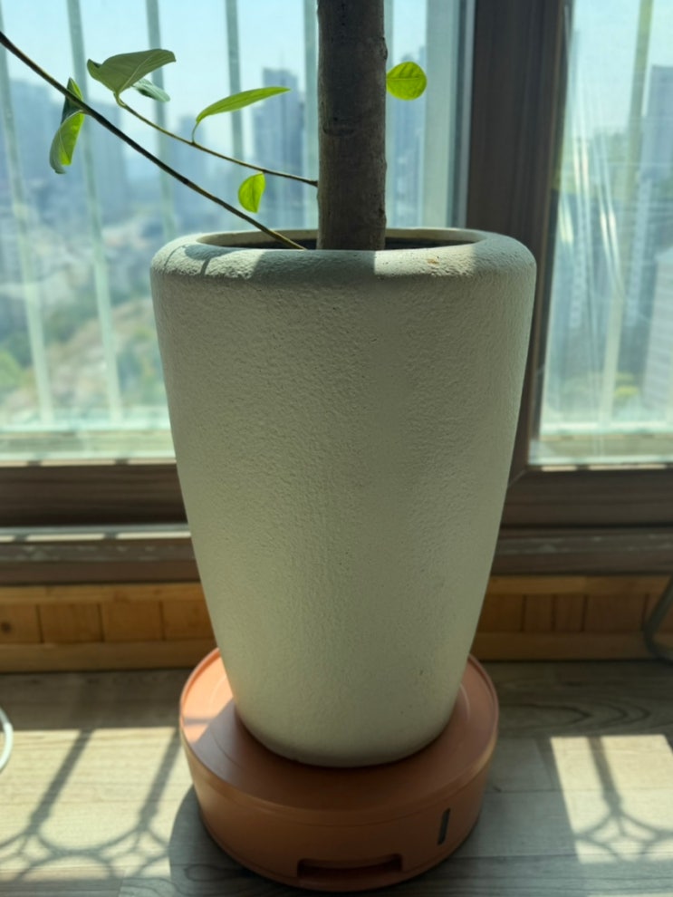 식집사 고민 끝! 벨라가든 화분받침대로 해결했어요