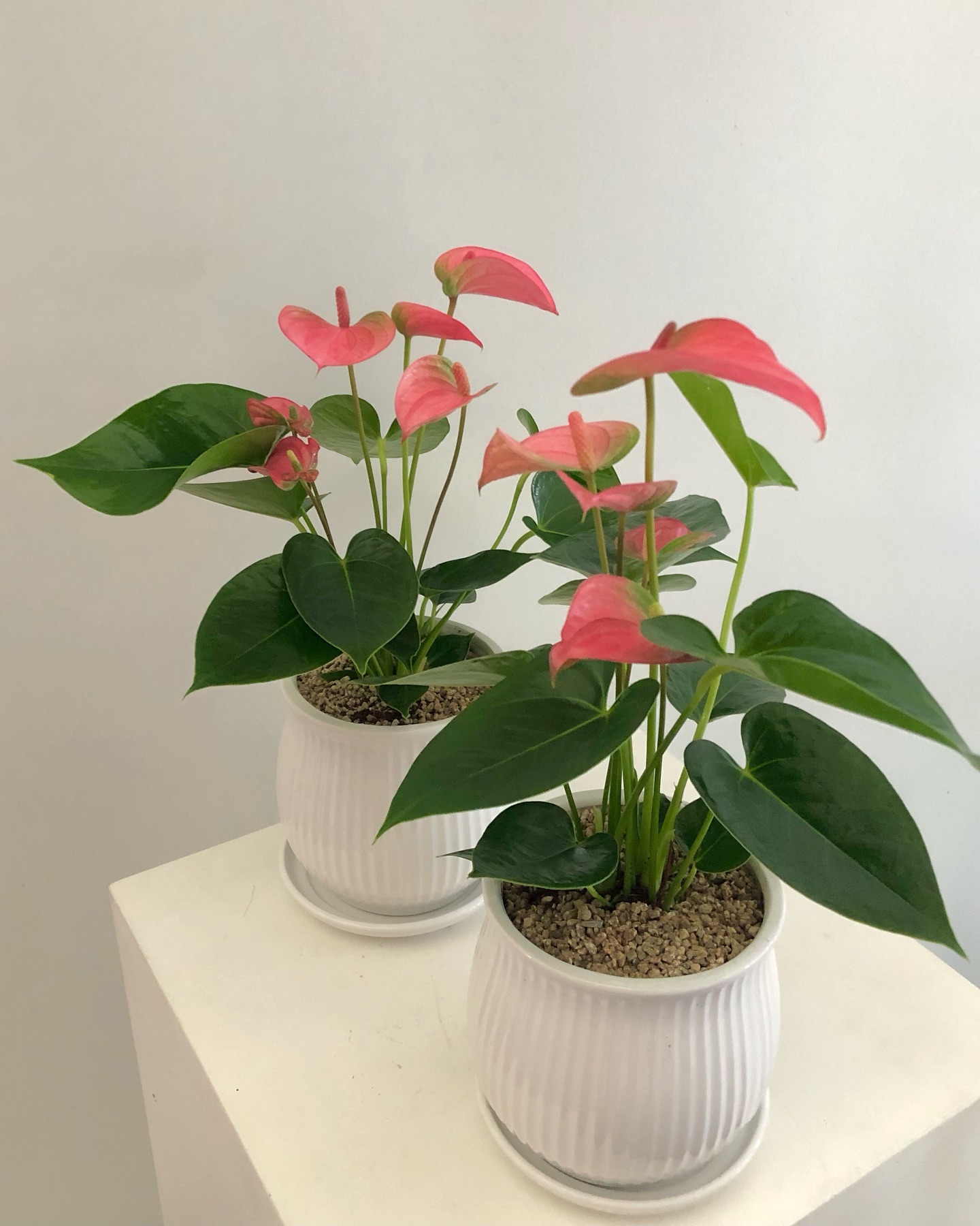 핑크빛 하트화형의 잎을 가진
매력적인 식물 안스리움🌱💓

𖤐생화상품은 예약제로 진행하고 있어요!
𖤐원하시는 색감,무드는 최소3~4일전(주말제외)부탁드리며 당일이거나 하루전 또는 꽃사입 이후 주문건은 매장에 있는 꽃으로 맞춰 제작해드려요

#신상플라워식물

 ꕤ 꽃 예약문의 ꕤ 
𝑲𝑨𝑲𝑨𝑶 . 신상플라워 

𖤐부산,김해 배송가능(퀵배송비 별도)